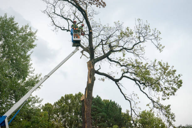 Trusted Atoka, TN  Tree Services Experts